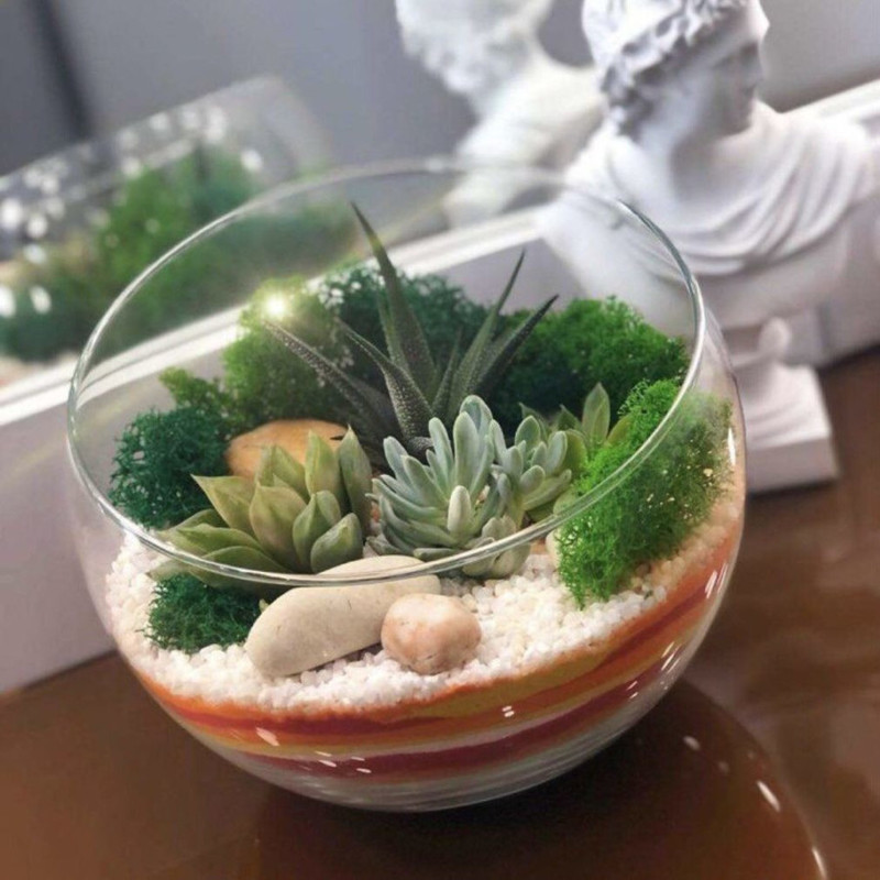 Glass florarium with plants, standart