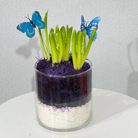 Mini garden of hyacinths in glass