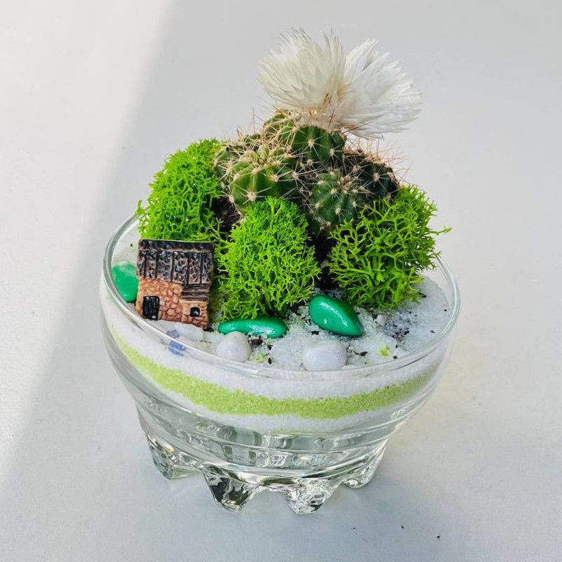 Florarium with cactus, standart