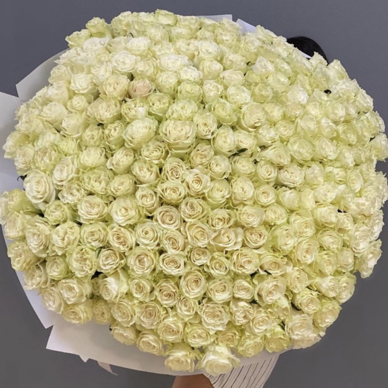 201 White rose, standart