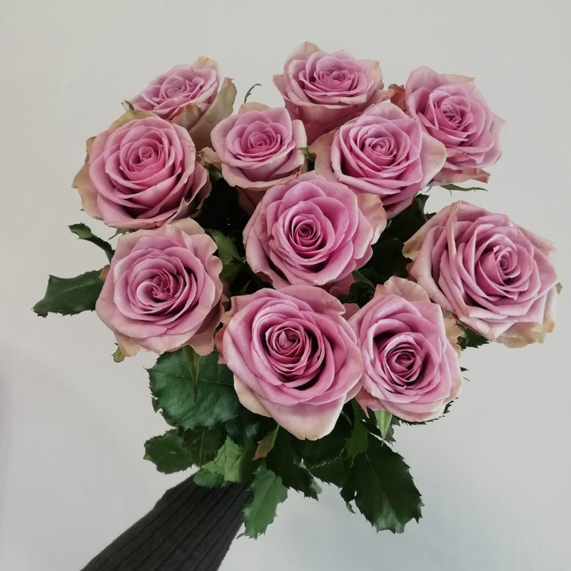 Rose lilac, standart