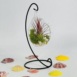Декоративный подвесной флорариум с растением тилландсия