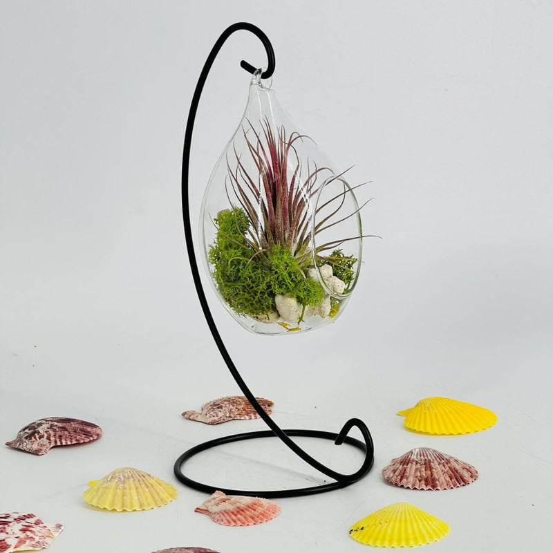 Декоративный подвесной флорариум с растением тилландсия, стандартный