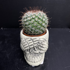 Houseplant cactus in a flowerpot