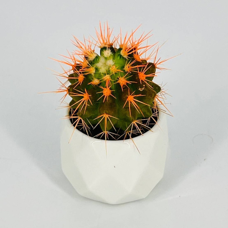 Echinocactus in a flowerpot, standart