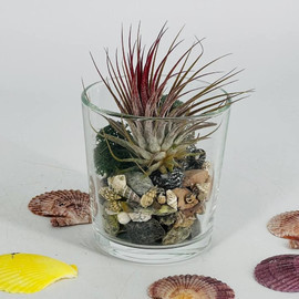 Interior composition of atmospheric Tillandsia in glass