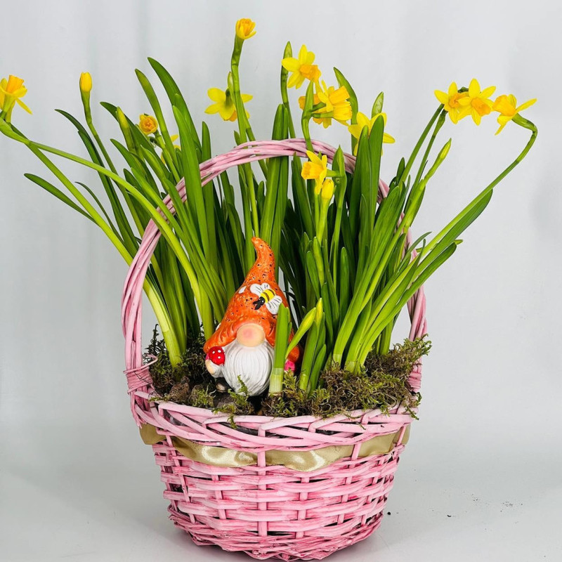 Mini garden of daffodils in a basket with a decorative gnome figurine, standart