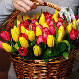 51 bright tulip