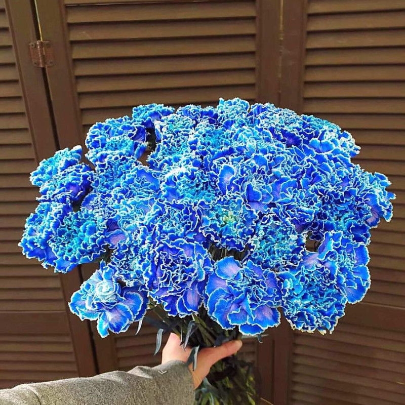 25 blue carnations "COSMOS", standart