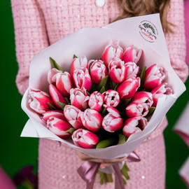 25 розово-белых тюльпанов