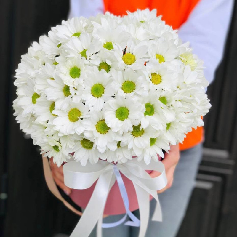 white daisies, standart