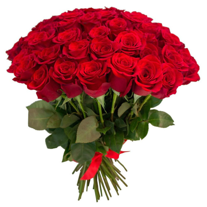 Bouquet of 51 roses Ecuador 40 cm, standart