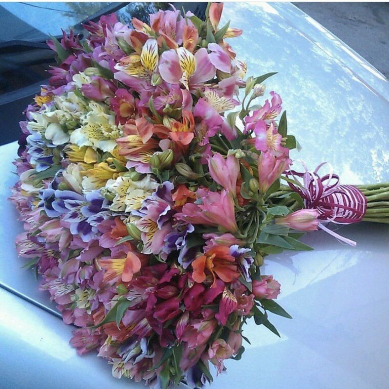 Bouquet of 51 alstroemerias for your girlfriend, standart