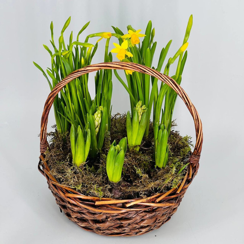 Mini garden of hyacinths and daffodils in a basket, standart