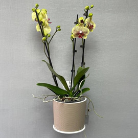 Кәстрөлдегі фаленопсис орхидеясы