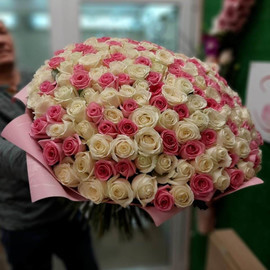 201 white-pink rose
