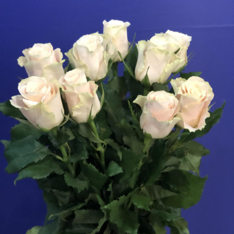 9 cream roses, standart
