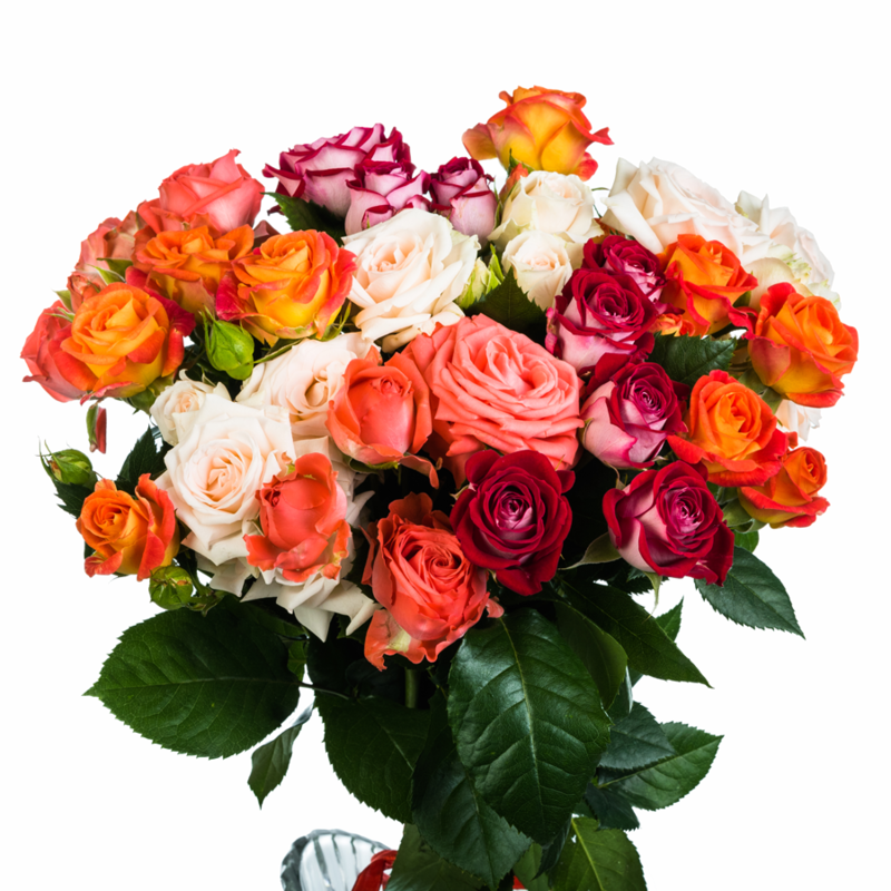 15 multi-colored spray roses, standart