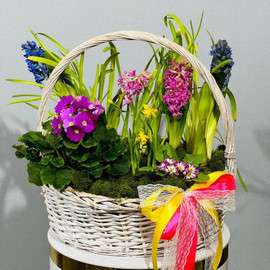 Huge composition with spring primroses in a basket