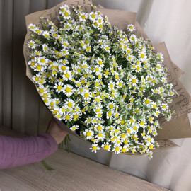 Large bouquet of daisies