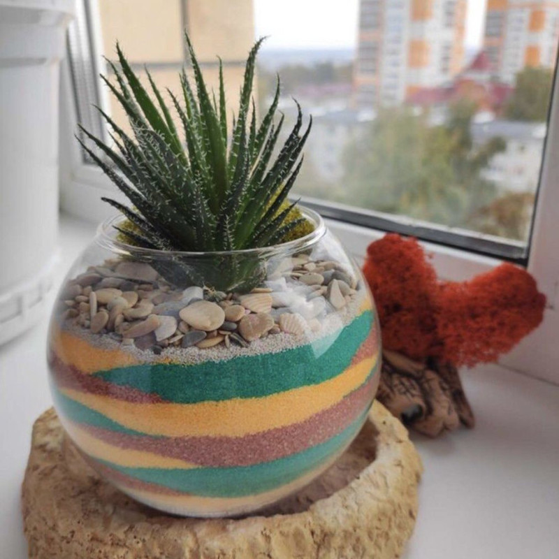 Haworthia in a mini florica with colorful sand, standart