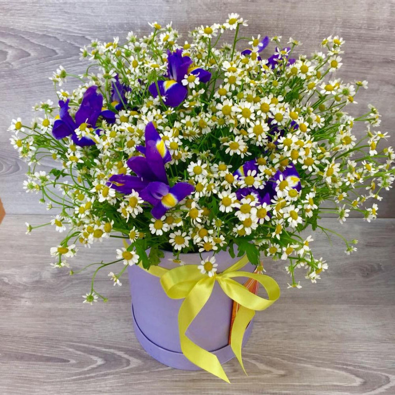 25 Dutch daisies in a hatbox, standart