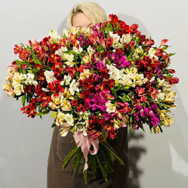 Bouquet giant of 101 alstroemerias