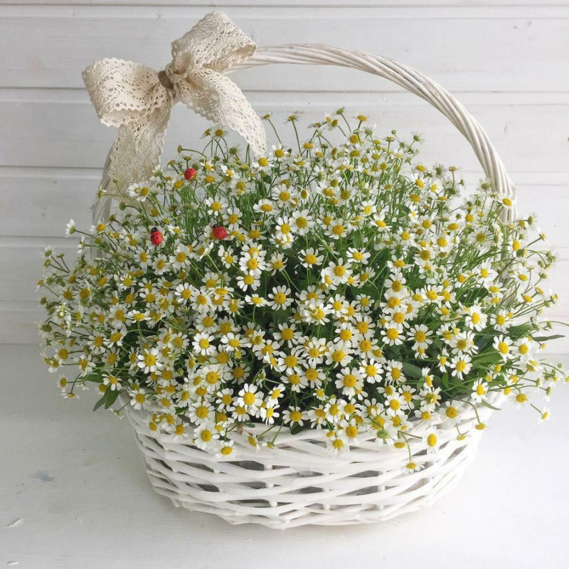Basket of 51 daisies, standart