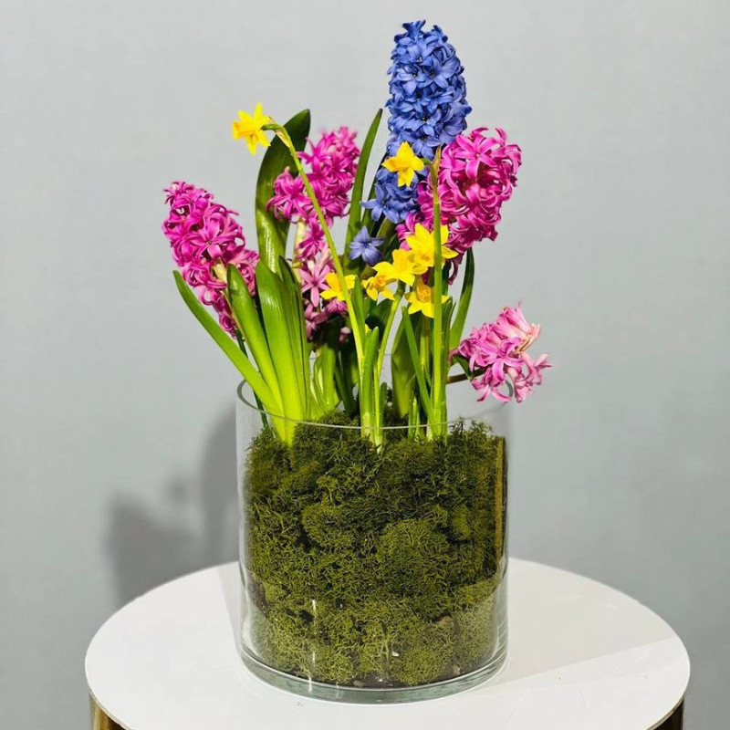 Spring primroses hyacinths with daffodils in glass, standart