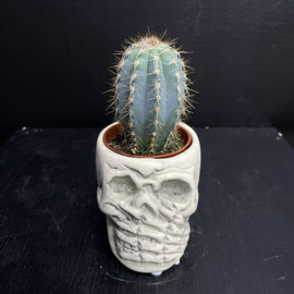 Cactus in pots skull
