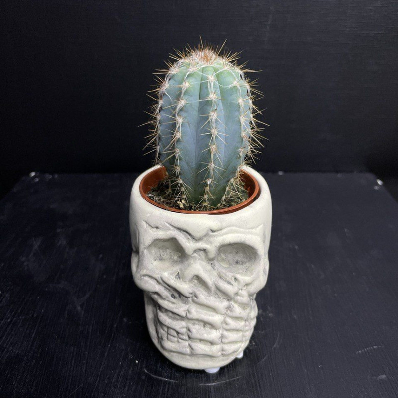 Cactus in pots skull, standart