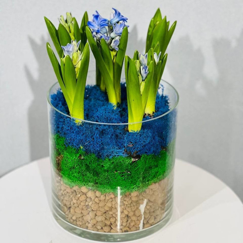 Hyacinths in a glass vase, standart