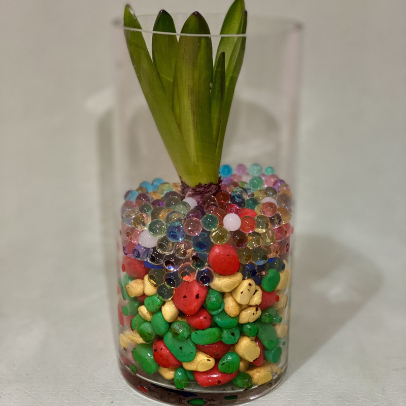 Bulbous hyacinth in glass, standart