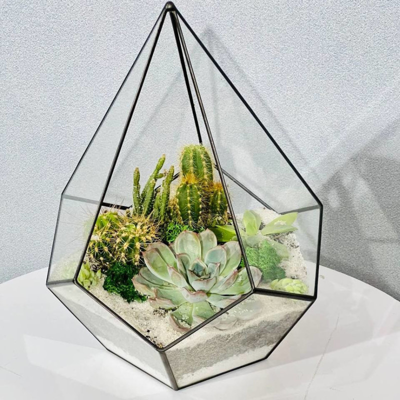 Mossarium with succulents and cacti, standart