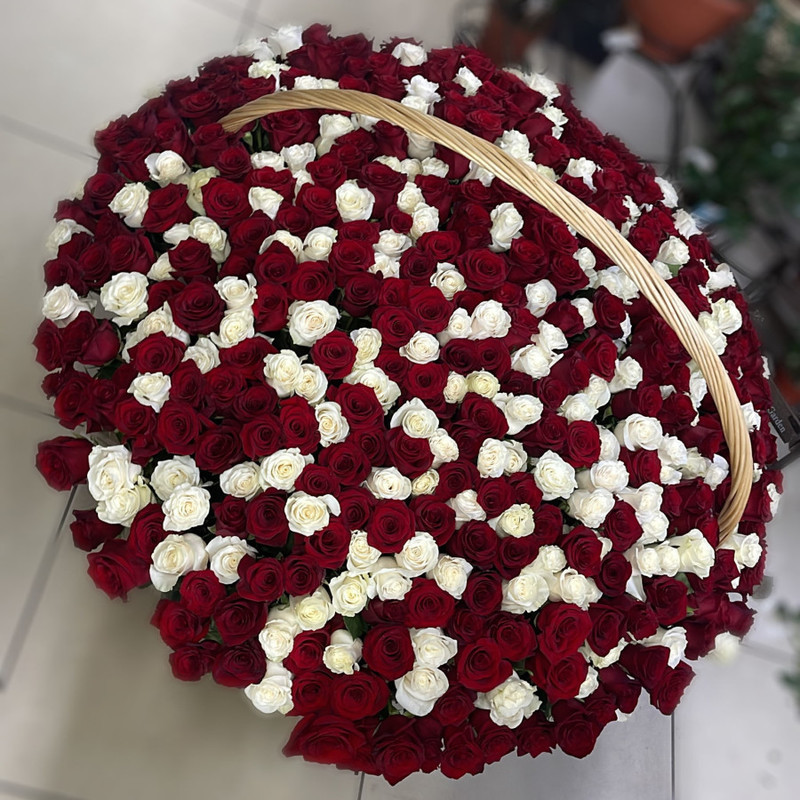 501 roses in a large basket, standart
