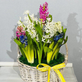 Gift basket with fragrant hyacinths