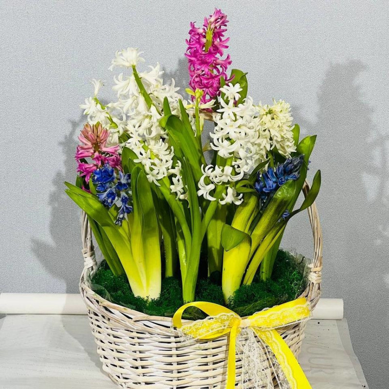 Gift basket with fragrant hyacinths, standart