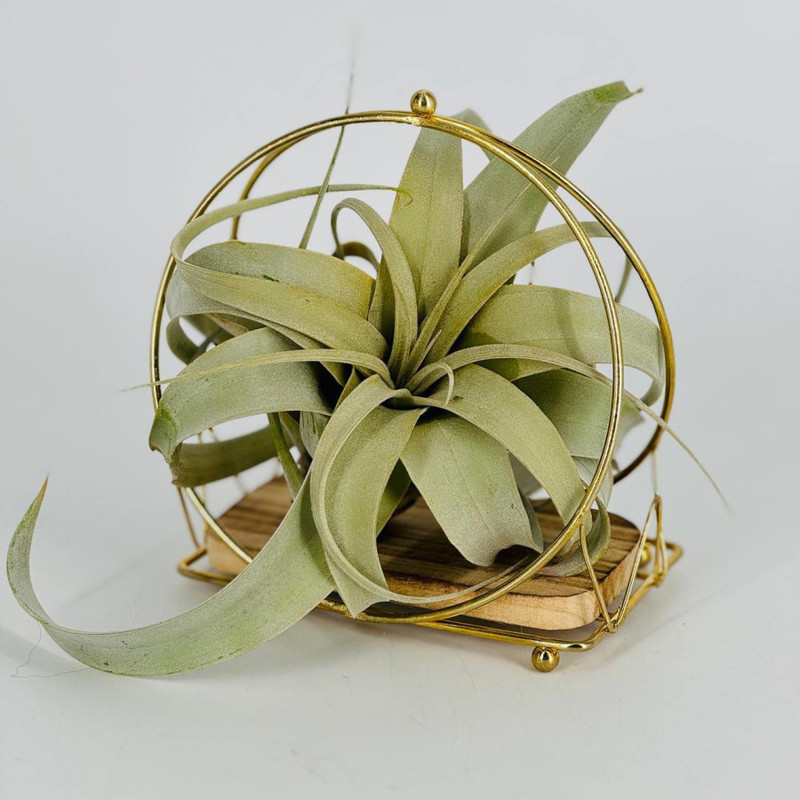 Table composition with an exotic plant Tillandsia Xerographics, standart
