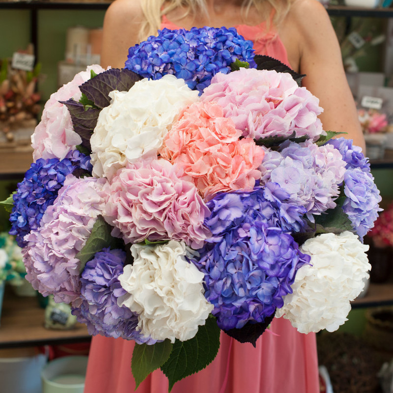 Bouquet of flowers "Favorite hydrangeas", standart
