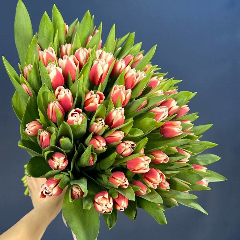 Bouquet of 101 pink and white tulips, standart