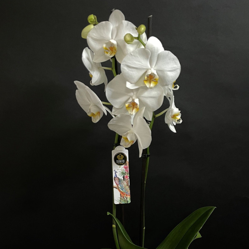 орхидея Фаленопсис, стандартный