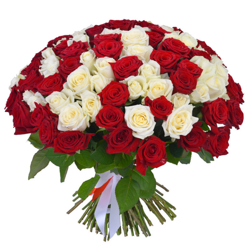 101 красно-белая роза 50 см, стандартный