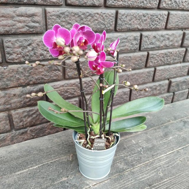 Орхидея в кашпо, стандартный