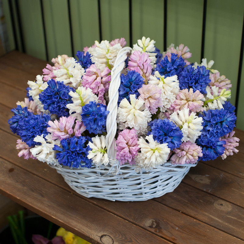 Basket with flowers "Colorful hyacinths", standart