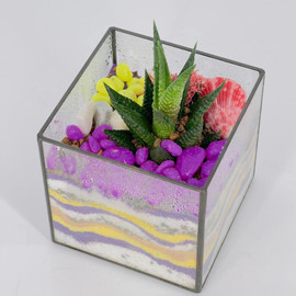 Флорариум куб с хавортией и разноцветными камнями