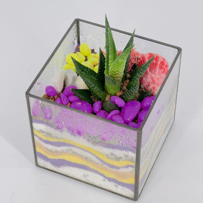 Флорариум куб с хавортией и разноцветными камнями, стандартный