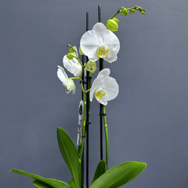 Фаленопсис орхидеясы