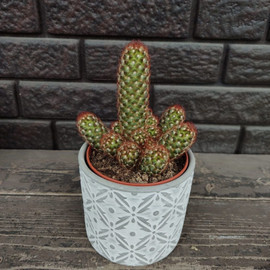 Cactus in a flowerpot