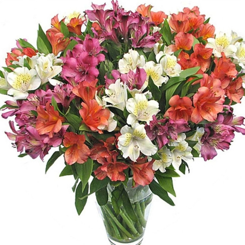 Bouquet of 25 branches of alstroemeria, standart