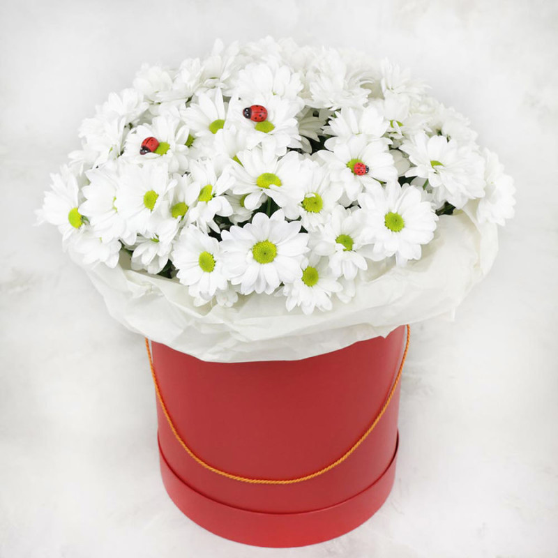 15 white spray chrysanthemums in a red hatbox, standart